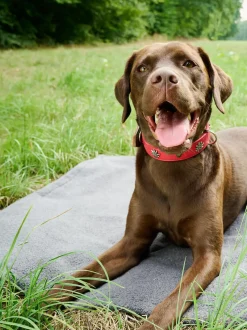 Copertina Per Animali Con Parte Inferiore Antiscivolo Teddy, Varie Misure