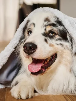 Copertina Per Animali Cozy, Varie Misure