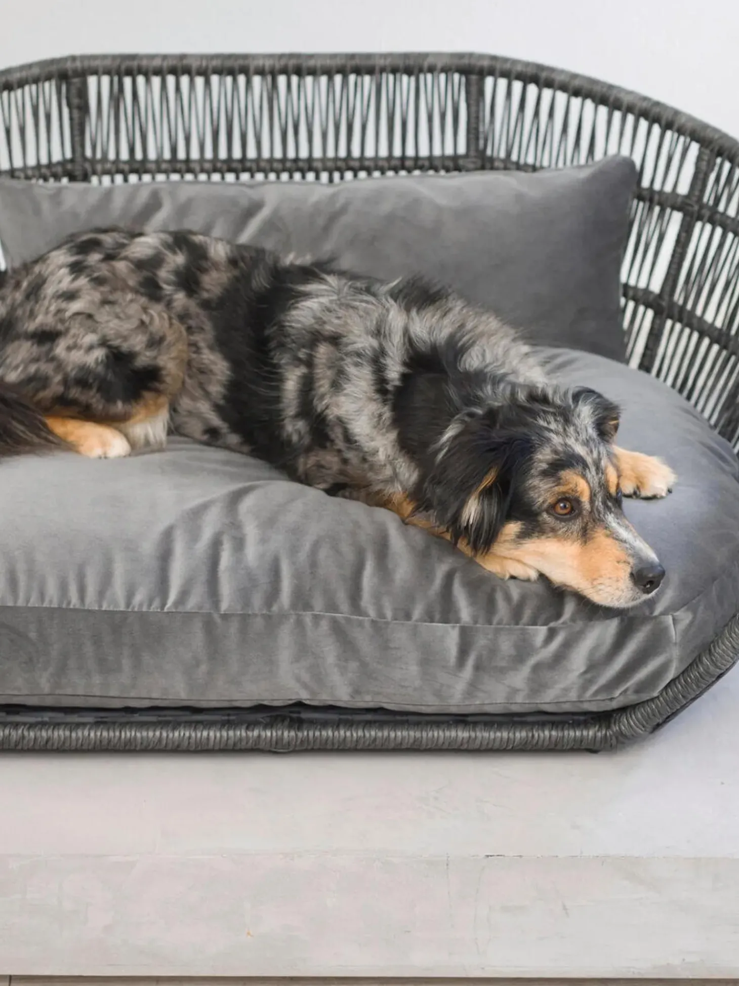 Cuccia Da Interno-Esterno Prado