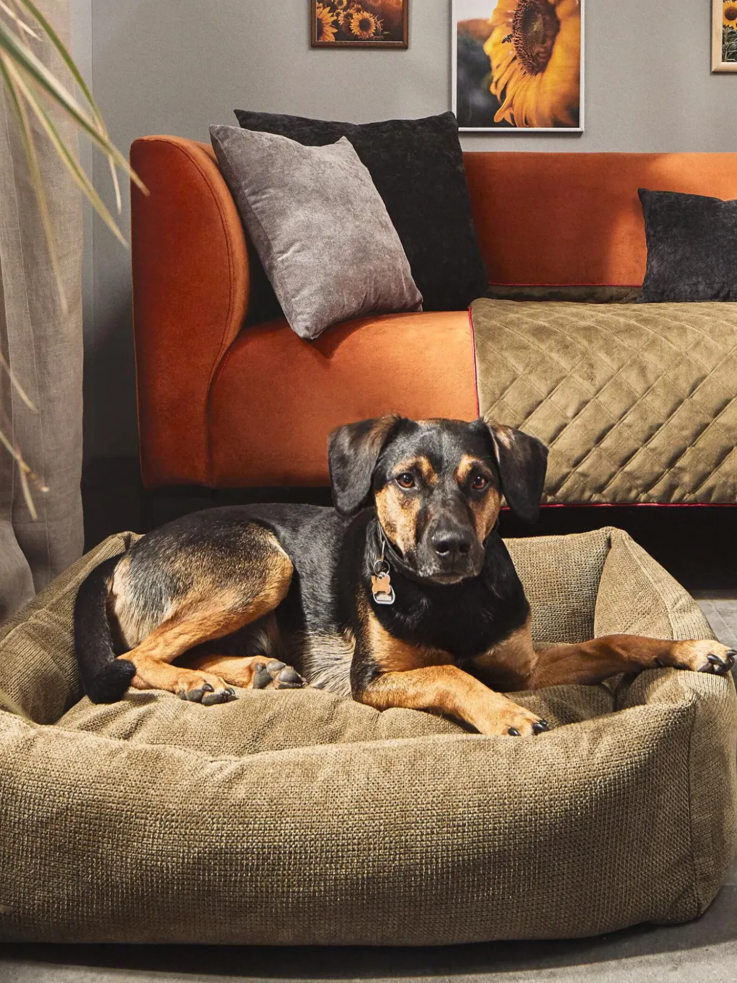 Cuccia Per Cani Tudor, Varie Misure