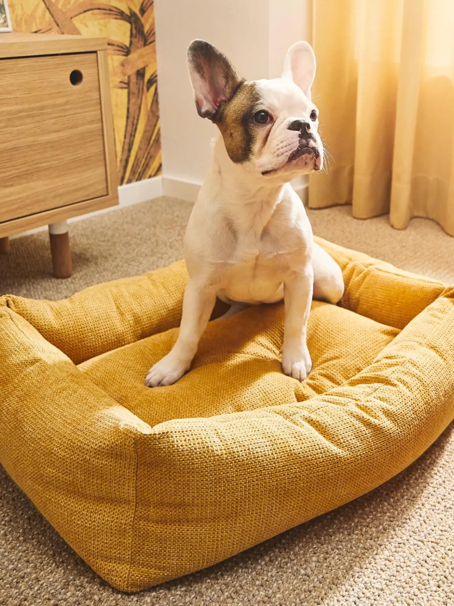 Cuccia Per Cani Tudor, Varie Misure