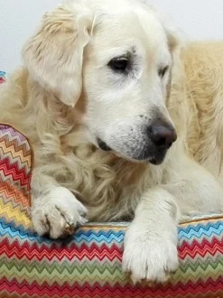 Cuccia Per Cani Zik Zak, In Diverse Misure