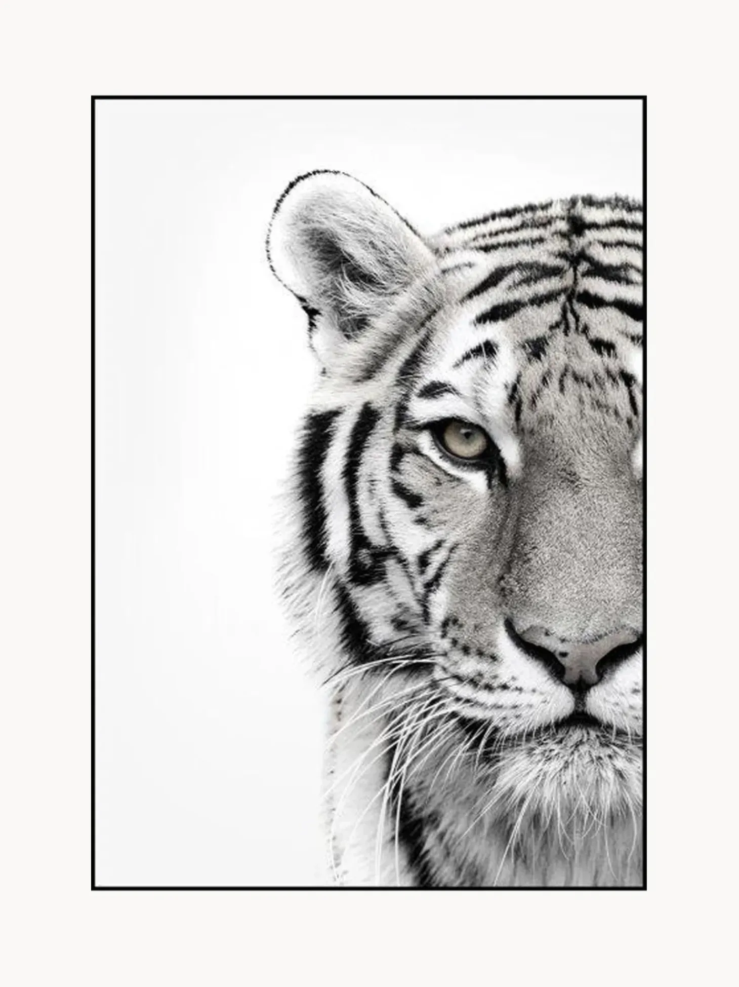 Stampa Digitale Incorniciata White Tiger